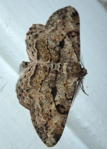 Peribatodes rhomboidaria